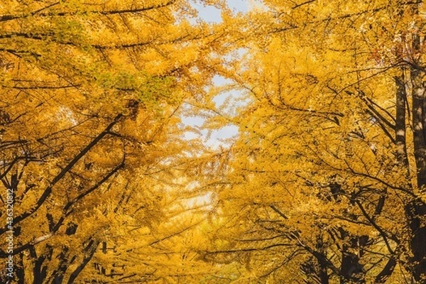 Fototapeta イチョウ