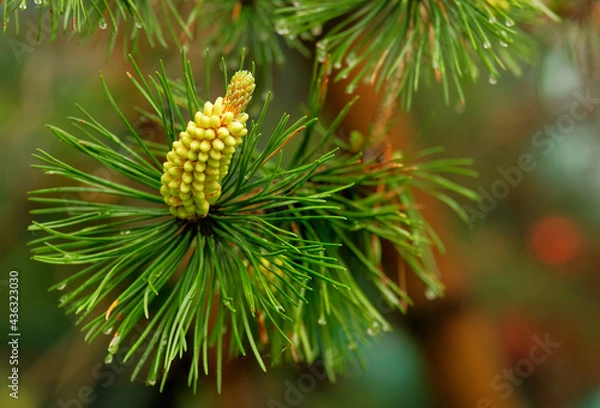 Obraz Pine flower in spring