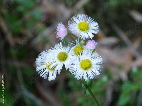 Obraz マーガレット