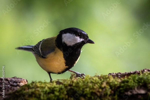 Fototapeta The great tit (Parus major) is a species of passerine bird. It measures about 14 cm, and has a black band (wider in males) along its yellow chest. The neck and head are black, with white cheeks.