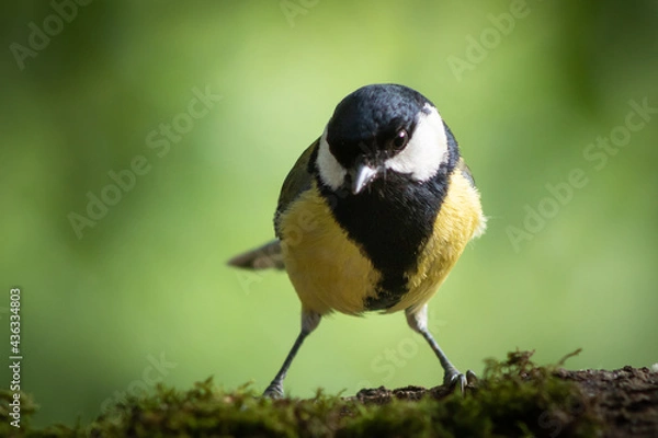 Fototapeta The great tit (Parus major) is a species of passerine bird. It measures about 14 cm, and has a black band (wider in males) along its yellow chest. The neck and head are black, with white cheeks.