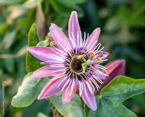 Obraz Passiflora