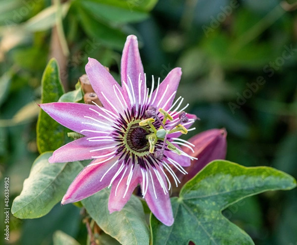 Obraz Passiflora rosa