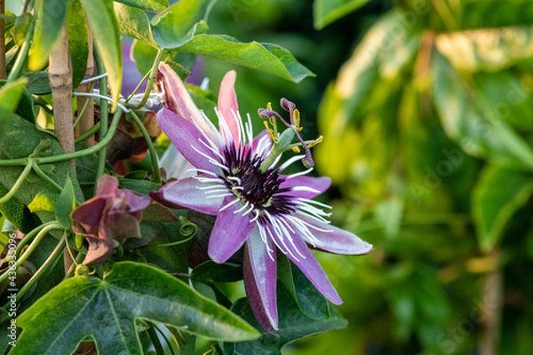 Obraz Passiflora 