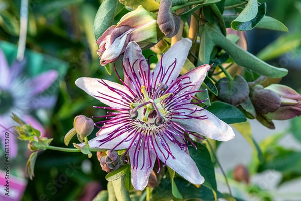 Obraz Passiflora 