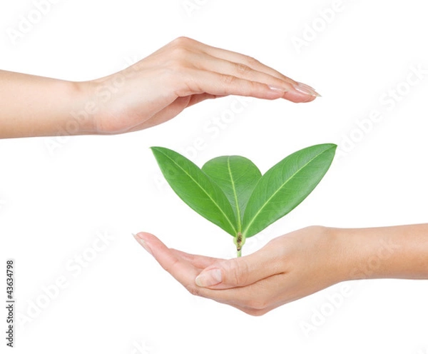Obraz hands and plant