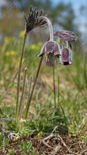 Obraz Spring pasqueflower