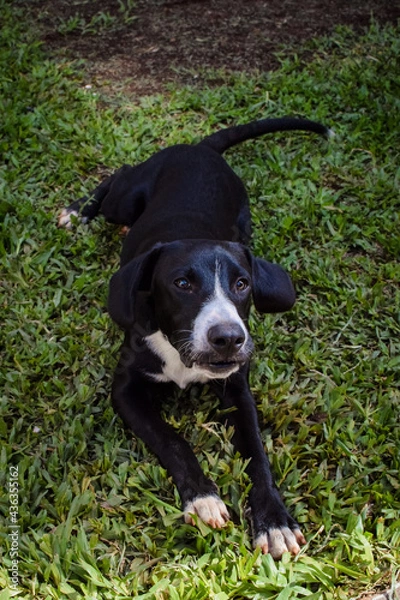 Obraz cachorro juguetón