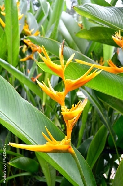 Obraz Oiseau de paradis, strelitzia