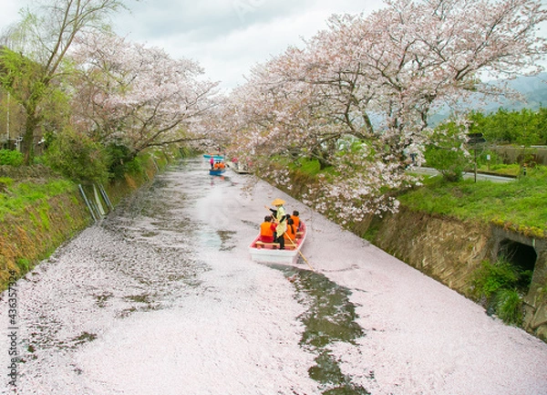 Fototapeta 桃色ライン