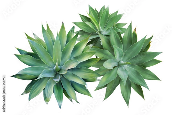 Fototapeta Top View of Fox Tail Agave Plants Isolated on White Background w