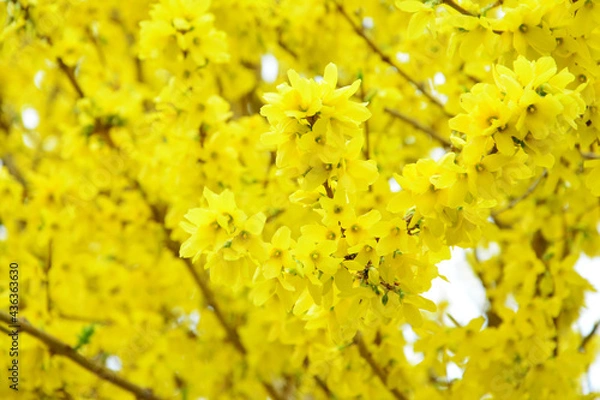 Obraz 花見山公園のレンギョウ