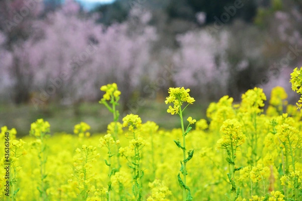 Obraz 花見山公園のレンギョウ