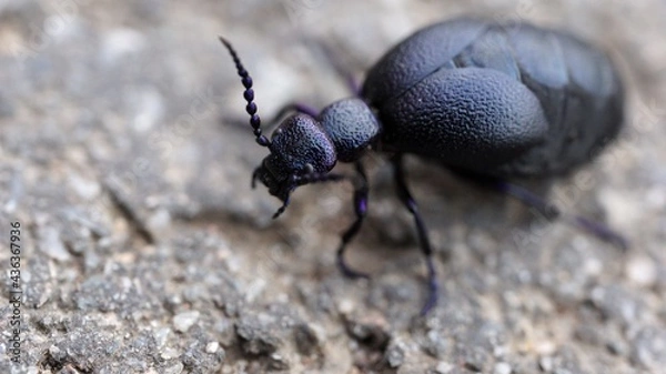 Obraz Black oil beetle 