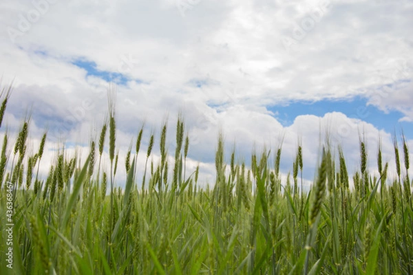 Fototapeta Green wheat field background and texture, with blue sky wheat ear and clouds. Young wheat ears close up Space for copy. Summer countryside still life