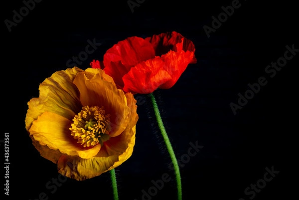 Obraz Icelandic poppies