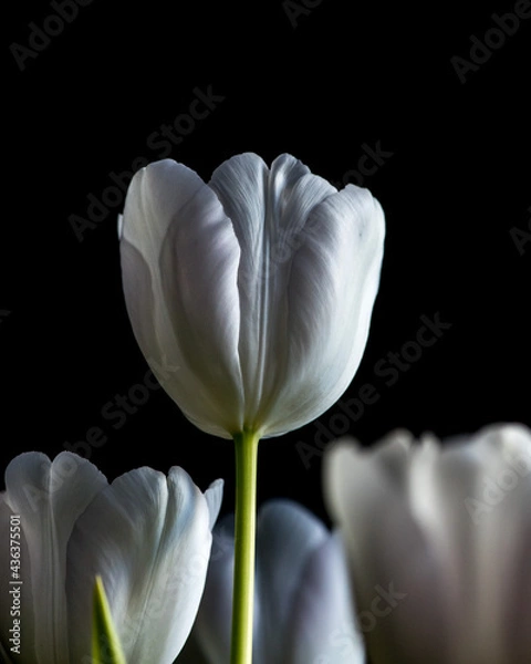 Obraz White tulips 
