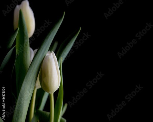 Obraz white tulips
