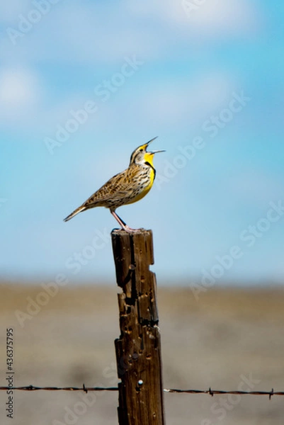 Obraz Meadowlark