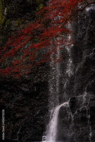 Obraz ダイナミックな滝