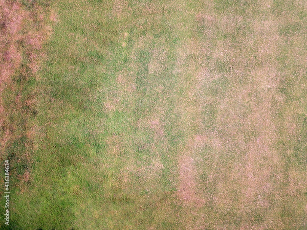 Fototapeta Overhead grass shot. Artificial texture. Grass texture. Drone grass shot.