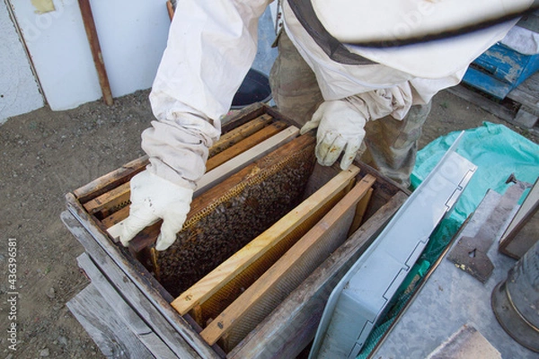 Obraz Beekeeper work collecting honey. Beekeeping concept.