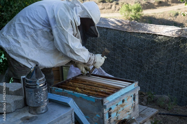 Obraz Beekeeper work collecting honey. Beekeeping concept.