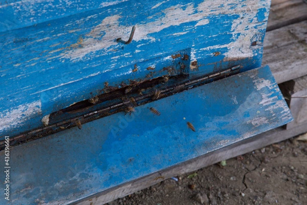 Obraz hardworking honey bees trying to enter the beehive