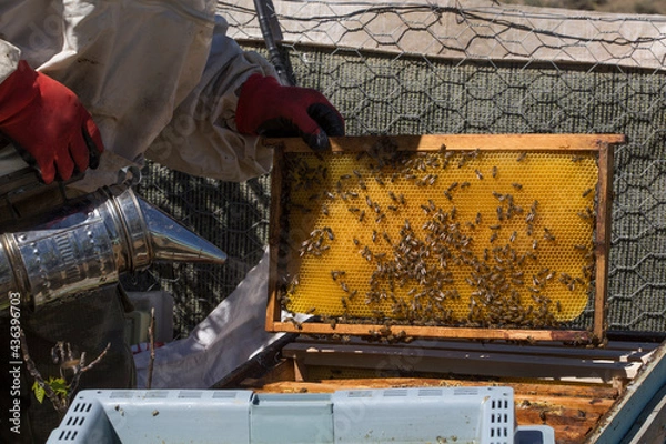 Obraz Beekeeper holding a honeycomb full of bees. The bee is examining the honeycomb frame. beekeeping concept