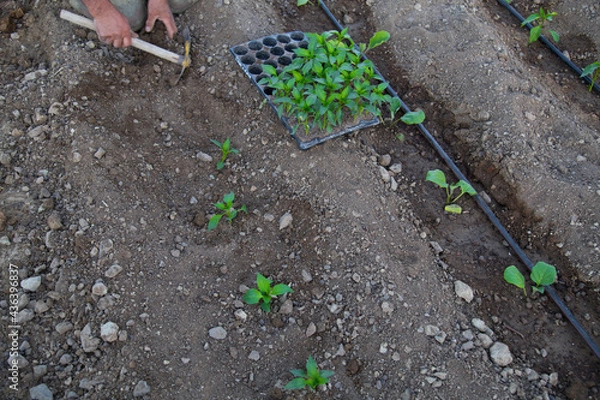 Obraz photo of gardener planting seedlings in the ground