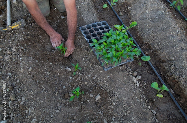 Obraz photo of gardener planting seedlings in the ground