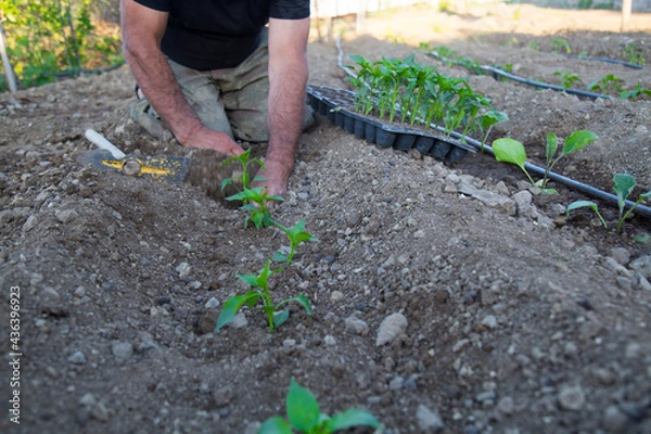 Obraz photo of gardener planting seedlings in the ground