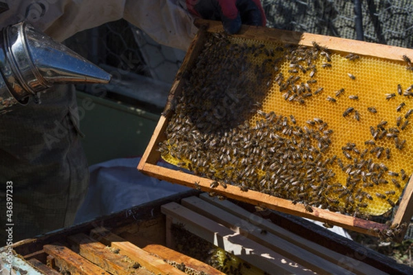 Obraz Beekeeper holding a honeycomb full of bees. The bee is examining the honeycomb frame. beekeeping concept