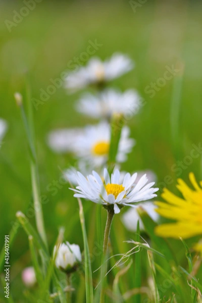 Obraz daisy in the grass