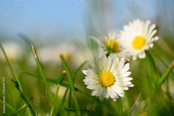Obraz daisy in the grass
