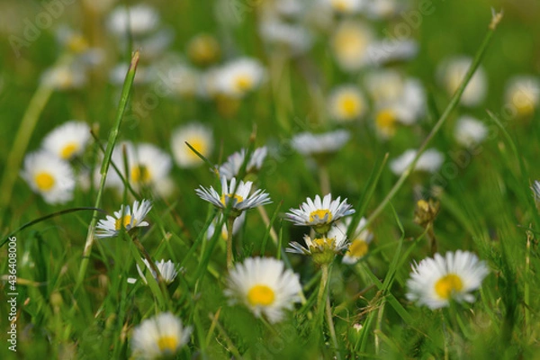 Obraz daisies in the grass