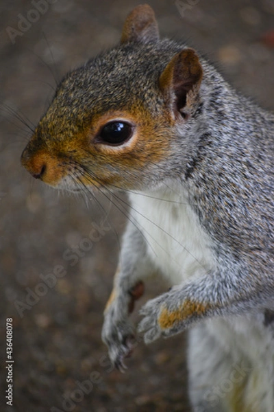 Obraz squirrel in the park