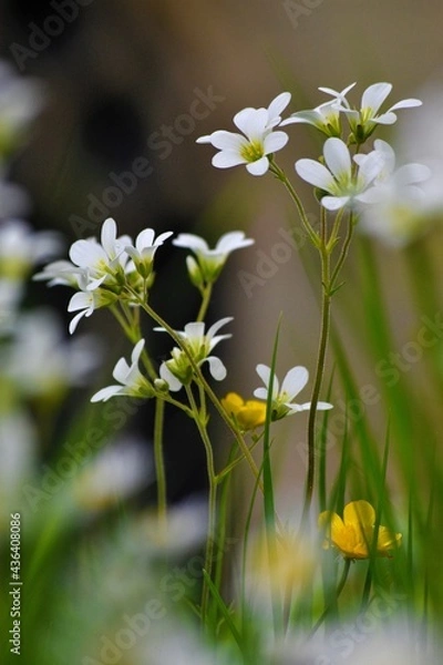 Obraz flowers in the garden