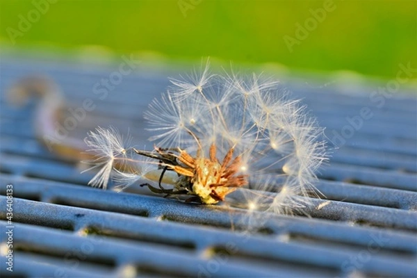 Obraz close up of a thistle