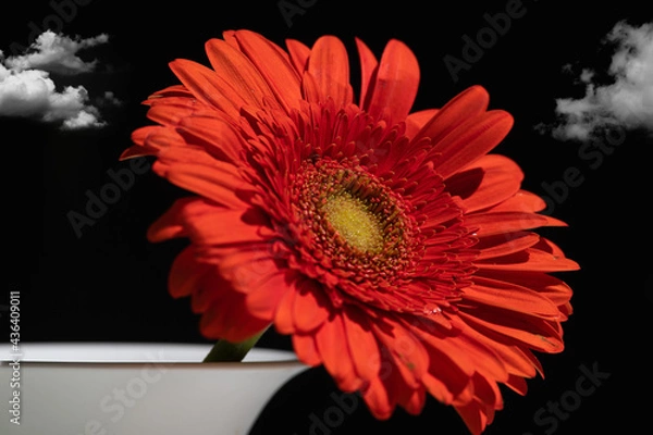 Obraz Gerbera