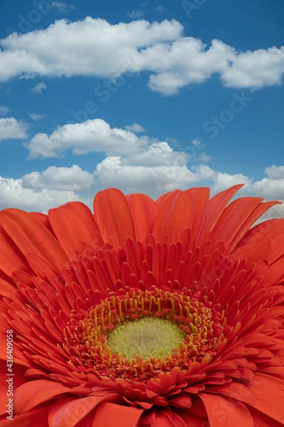 Obraz Gerbera