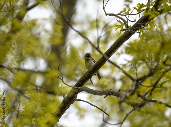 Fototapeta Eastern Wood Pewee