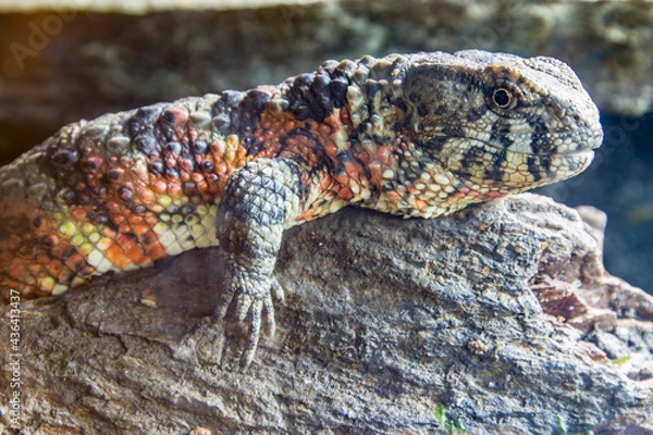 Fototapeta The Chinese crocodile lizard (Shinisaurus crocodilurus) is a semiaquatic lizard found only in cool forests in southern China and northern Vietnam. 