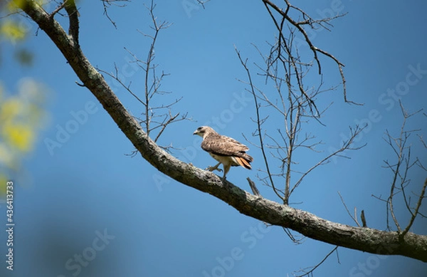 Fototapeta Red Tailed Hawk