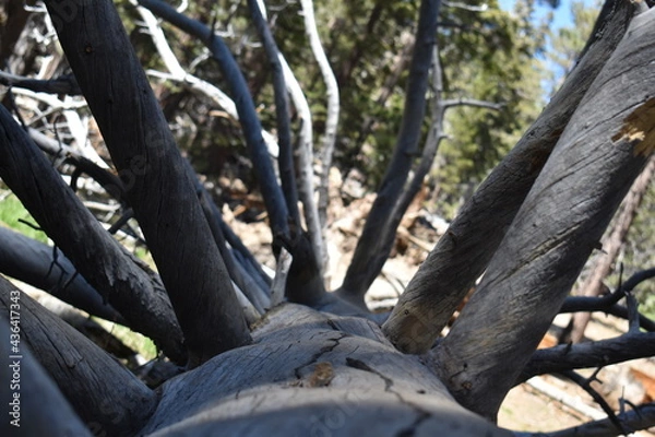 Fototapeta fallen tree in the forest