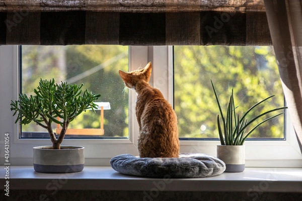 Fototapeta Red cat Devon Rex sits on a pillow on the windowsill and looks out into the street. There are beautiful green indoor plants next to the cat on the windowsill