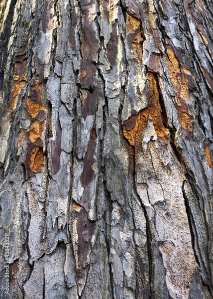 Fototapeta Pine tree skin unique texture background picture
