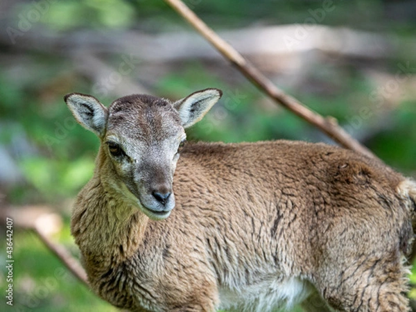 Fototapeta deer in the forest