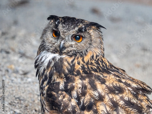Fototapeta eagle owl portrait
