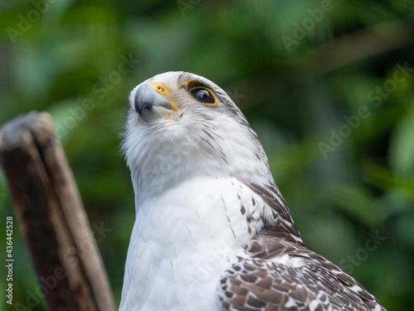 Fototapeta close up of a hawk